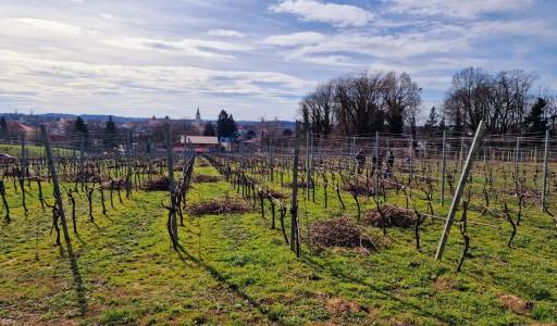 Rezidba vinograda i voćnjaka 2023.