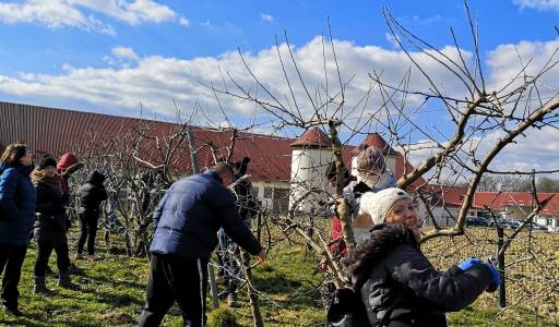 Obavljeni prvi radovi u našem vinogradu i voćnjaku