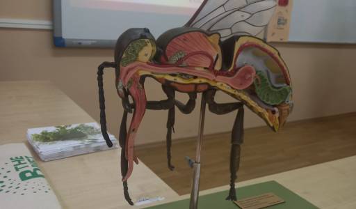 CJELOŽIVOTNO UČENJE – IZAZOV KRIŽEVAČKIH PČELARA