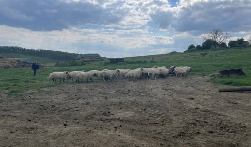 Terenska nastava: Ovčarstvo i kozarstvo