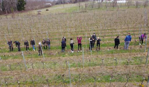 Zimska rezidba voćnjaka i vinograda na Veleučilištu u Križevcima