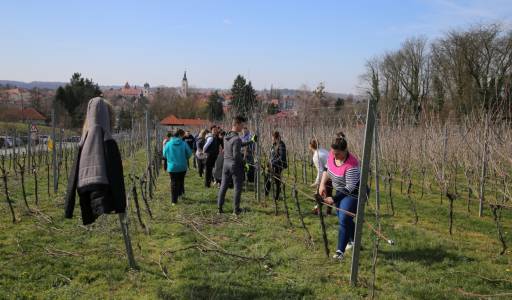 Rezidba, vezanje lucnjeva i zaštita - rasadnik Kleščec