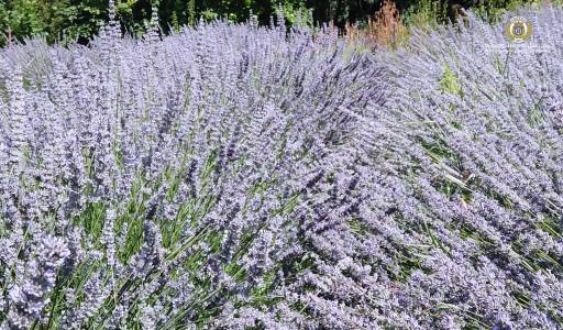 Uzgoj ljekovitog i aromatičnog bilja na Veleučilištu u Križevcima