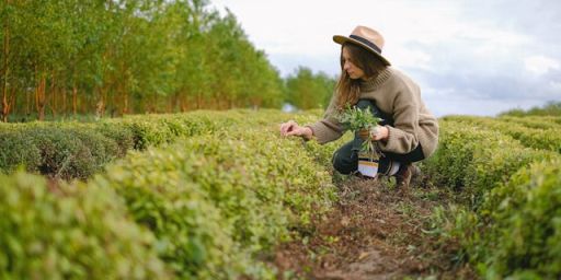 Stručni kratki studij Biljna proizvodnja