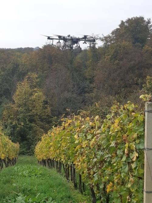 Drone iznad vinograda
