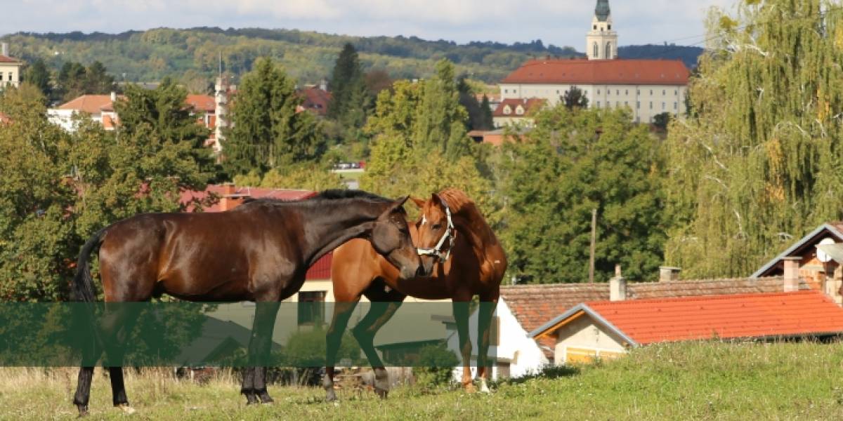 Video: Veleučilište u Križevcima kroz povijest