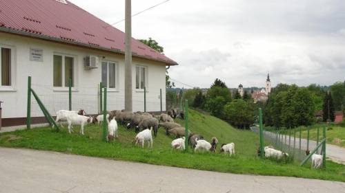 Praktikum za Zootehniku